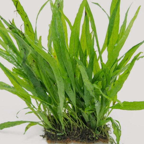 Java Fern Narrow Leaf